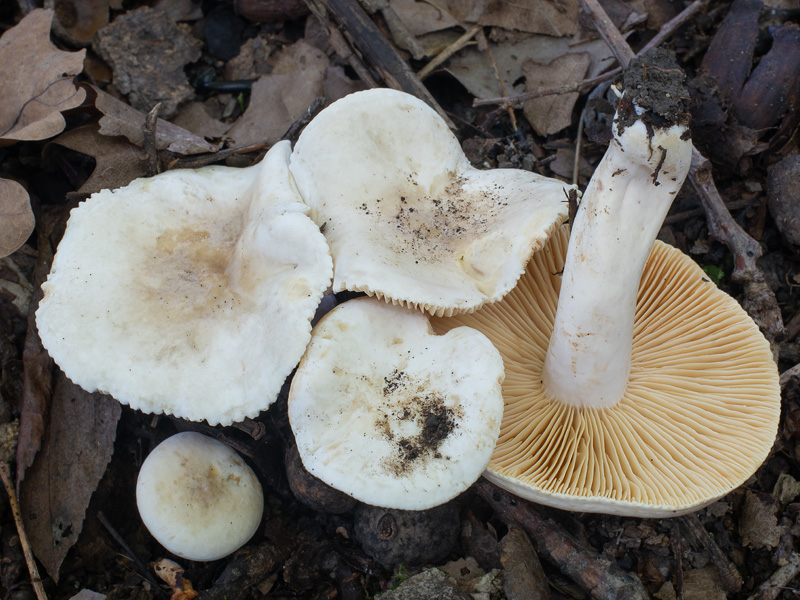 Lactarius azonites